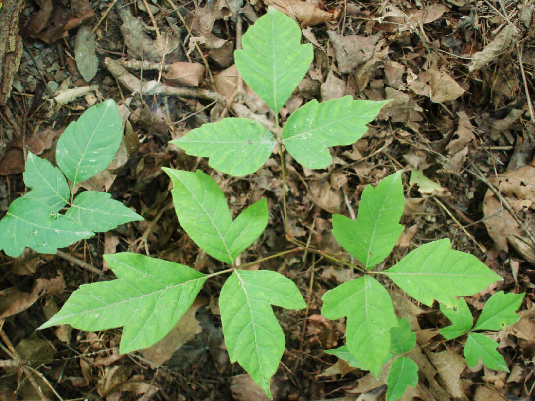Poison Ivy: know it, spot it, avoid it!